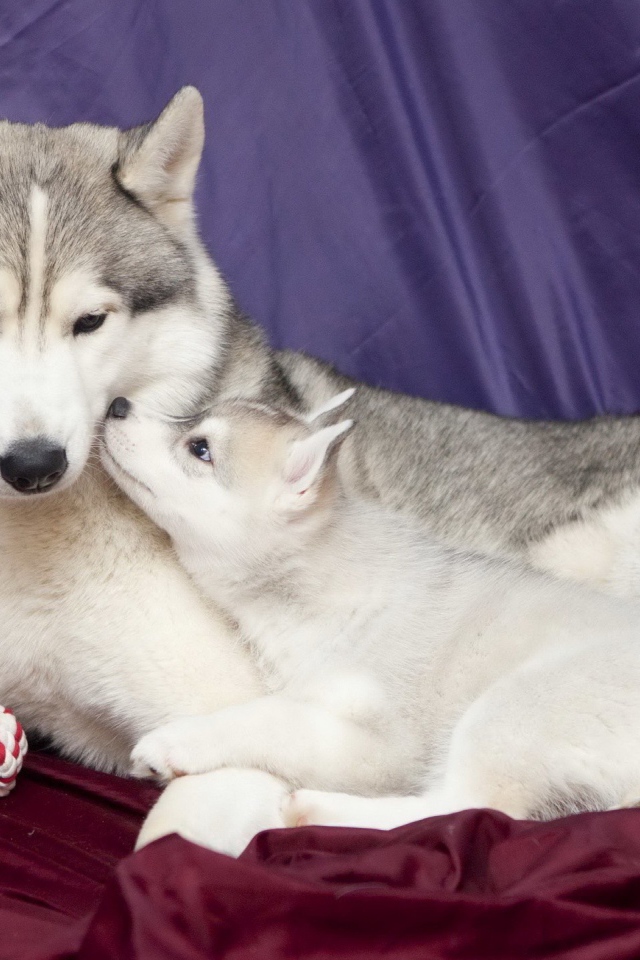 Щенок с мамой хаски