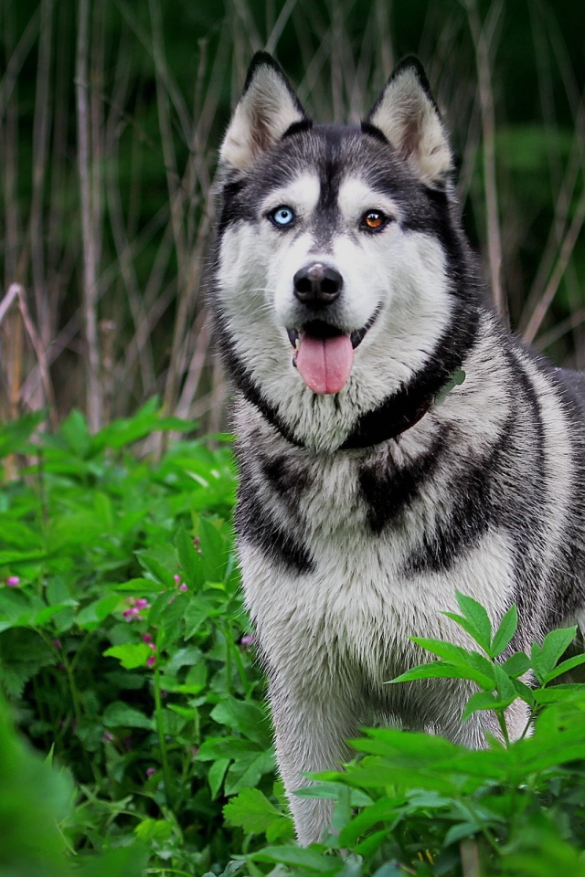 Хаски с разными глазами среди травы