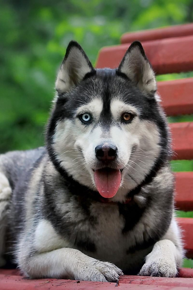 Хаски с разными глазами лежит на скамье