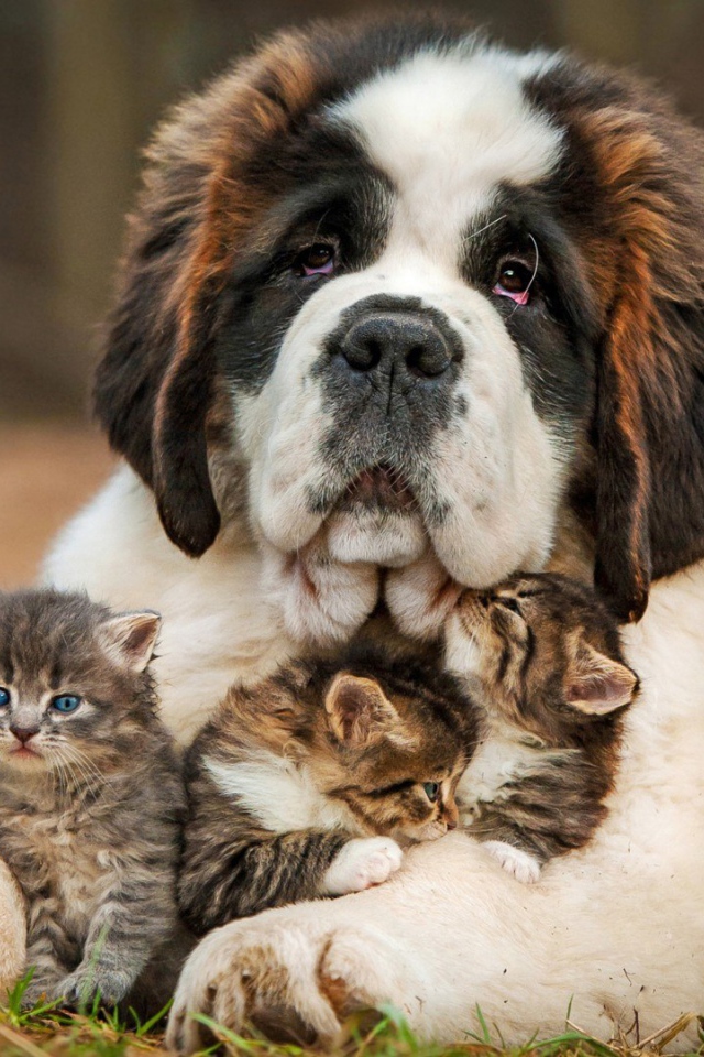 Котята под надежной защитой