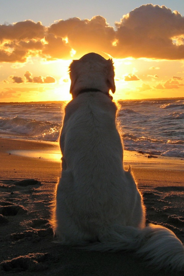 Большая белая собака сидит на пляже и смотрит на закат