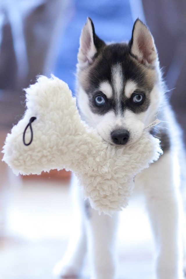 Маленький хаски с игрушкой в зубах