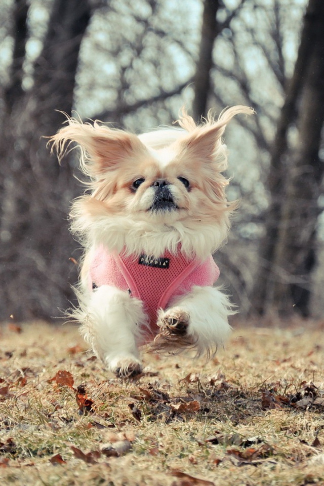 Маленькая собака бежит по опавшим листьям