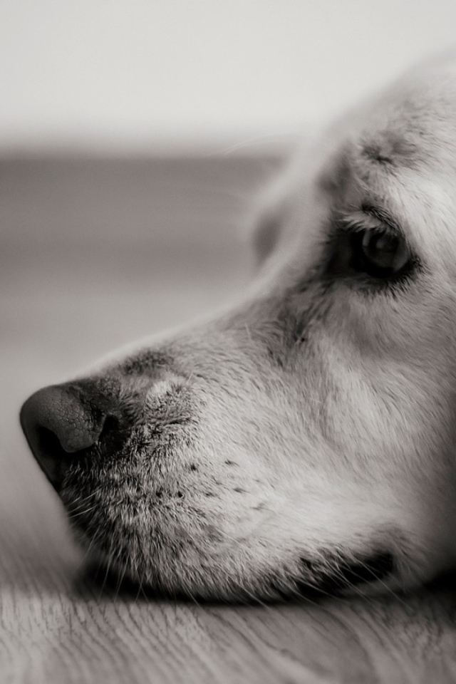 Человек из картона у носа собаки