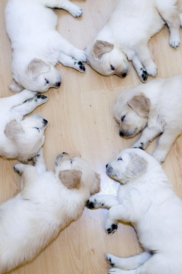 Щенки в идеальном порядке