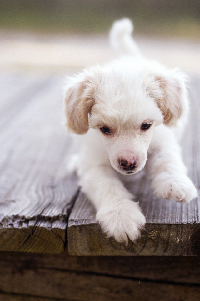 Щенок у края доски