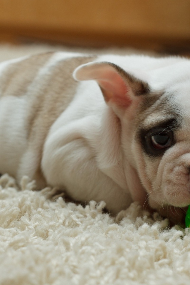 Щенок грызет зеленый шарик