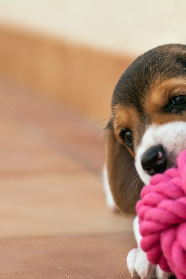 Щенок грызет клубок из красной веревки