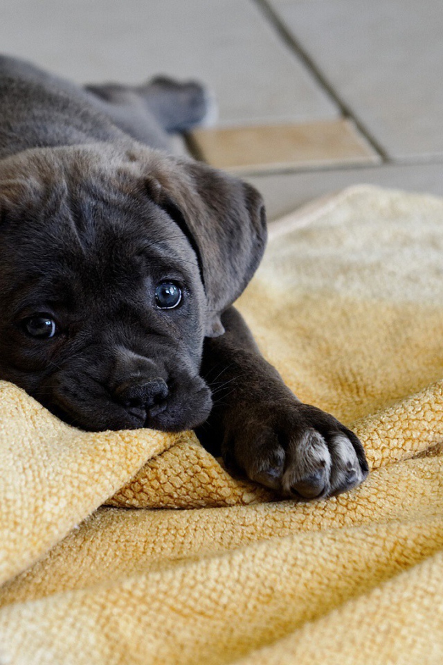 Щенок грызет коврик