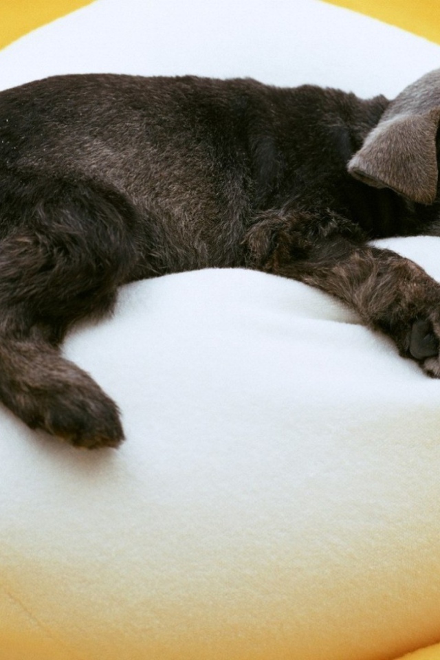 Щенок спит на белом пуфике