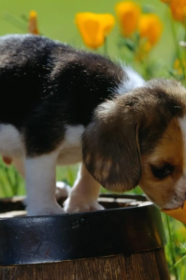 Щенок стоит на бочке