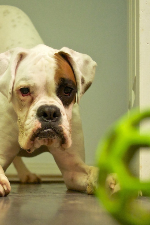 Щенок с зеленой игрушкой