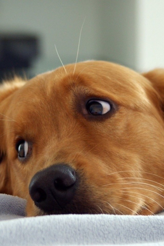 Рыжая собака смотрит через плечо в сторону