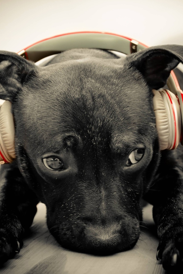 Грустный черный щенок в наушниках