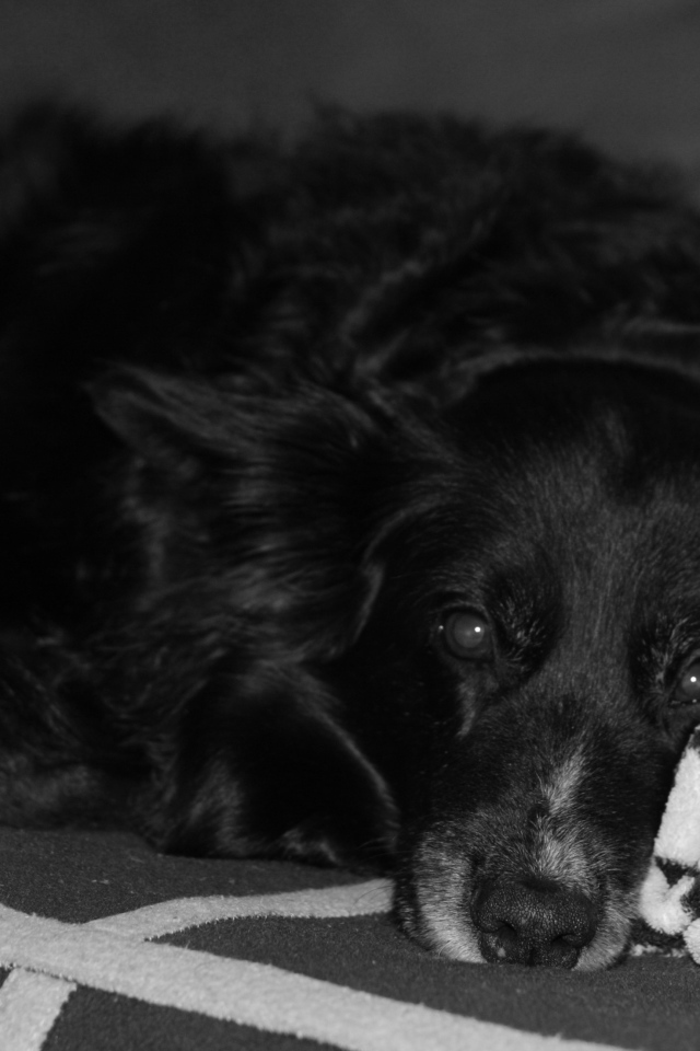 Грустный лохматый черный пес