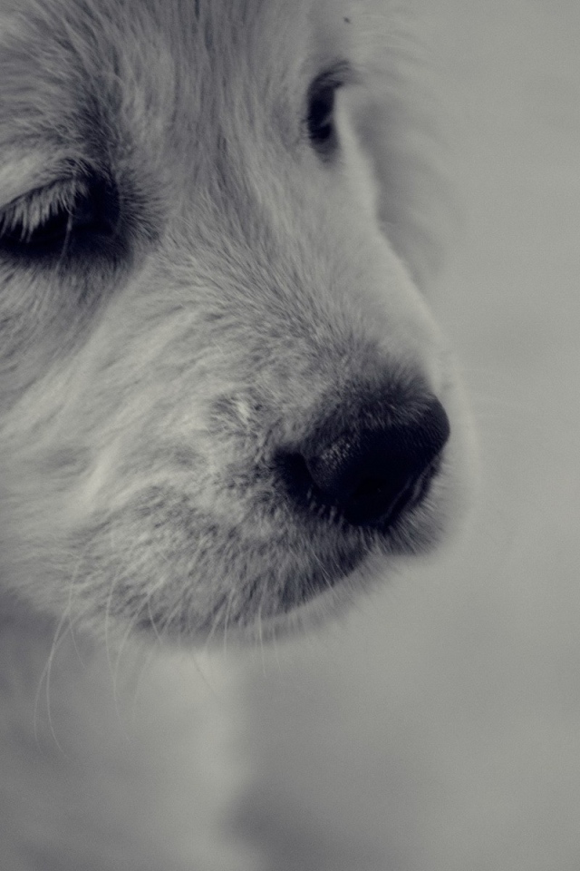 Грустный белый щенок с черным носом