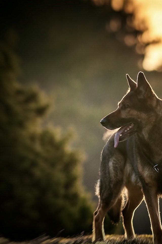 Овчарка на фоне заката