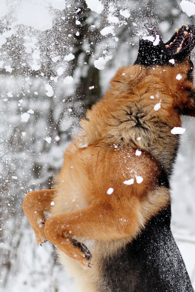 Овчарка ловит снег ртом