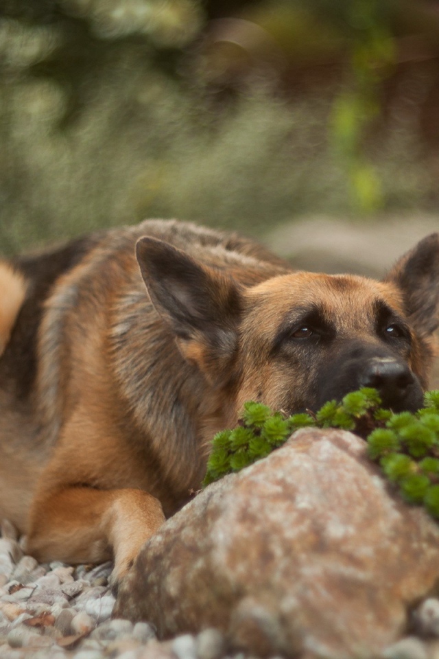 Овчарка прилегла за камнем