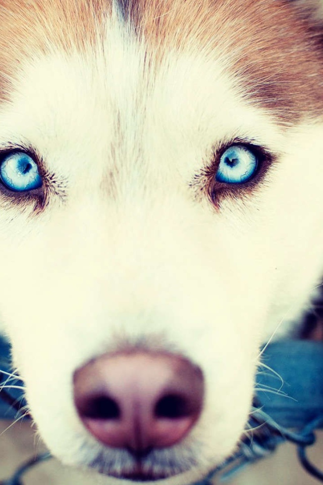 Сибирский хаски с голубыми глазами