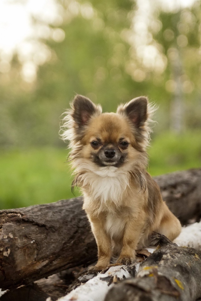 Небольшая собака на куче бревен