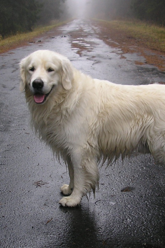 Собака стоит на мокрой дороге