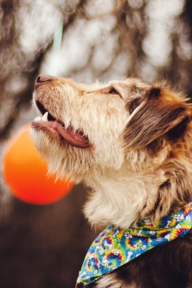 Собака смотрит на шары