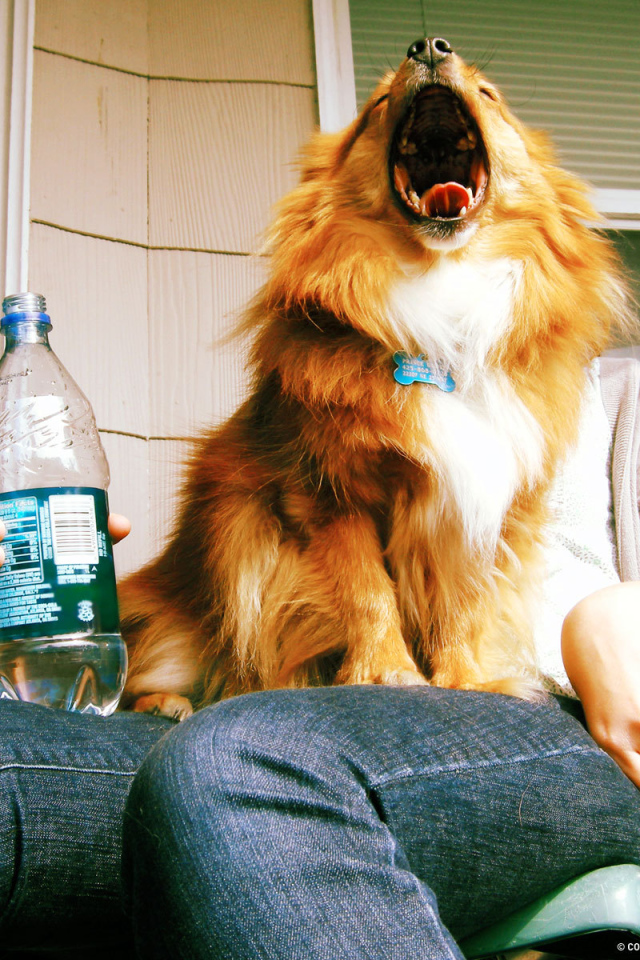 Собака на коленях человека