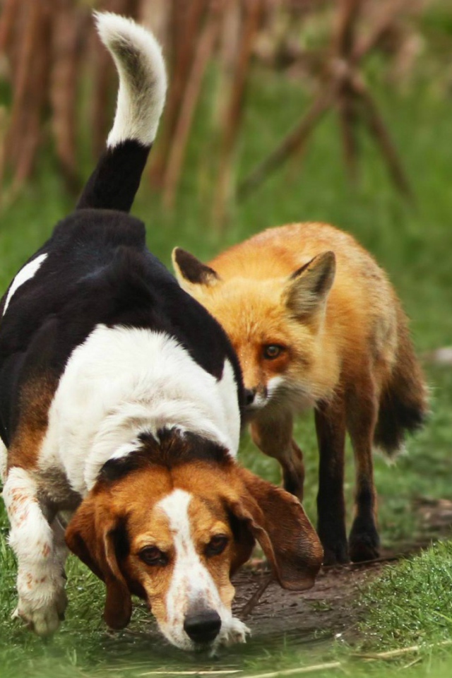 Cобака напала на след лисы