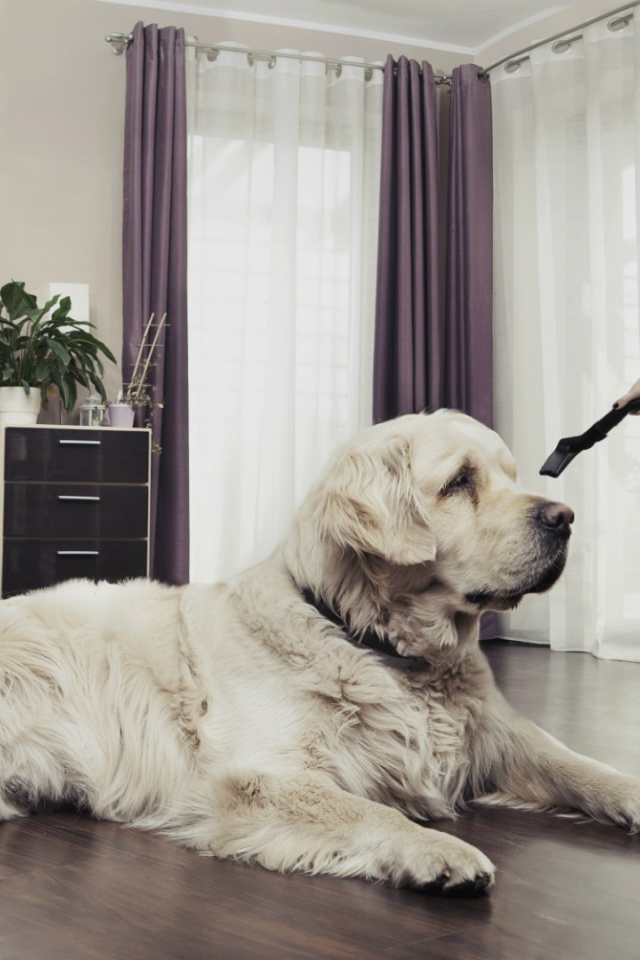 Хозяйка пылесосит собаку