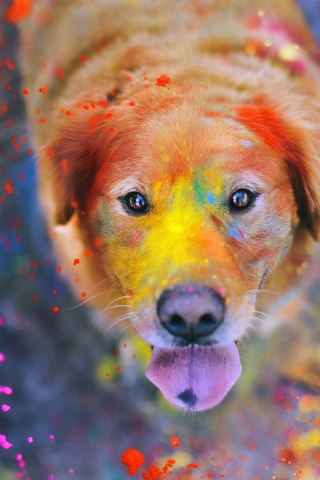 Краска на лице доброй собаки