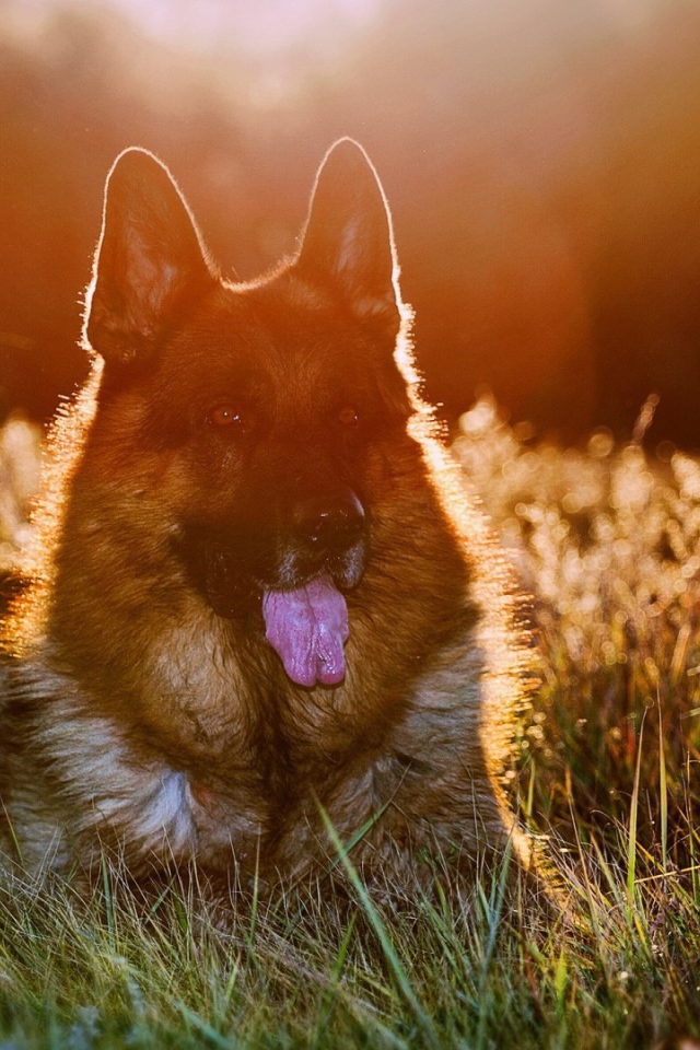 Закатное солнце освещает шерсть немецкой овчарки