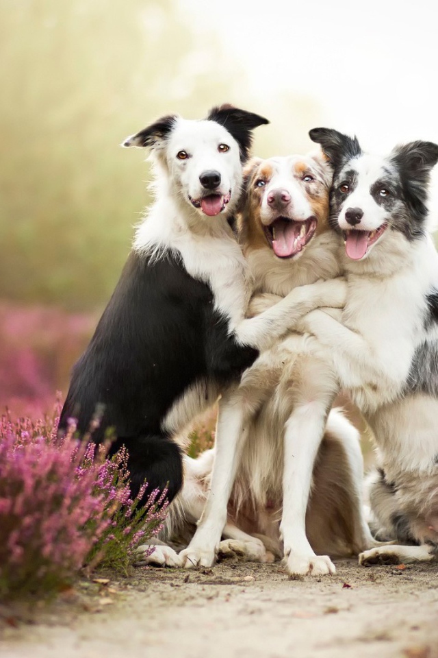 Три собаки подружки