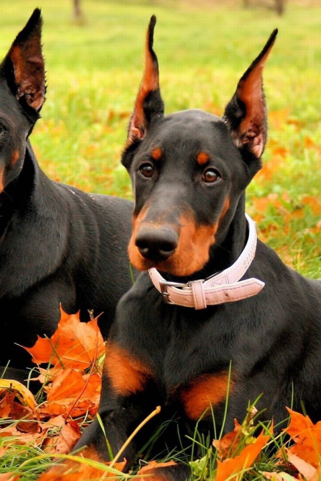 Два добермана на опавших осенних листьях
