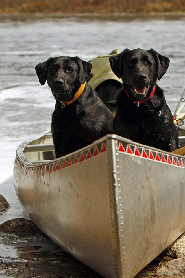 Две черных собаки в лодке