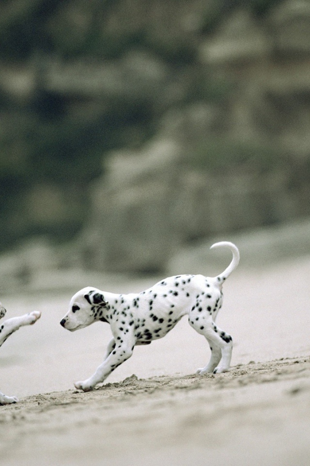 Два игривых щенка далматинца