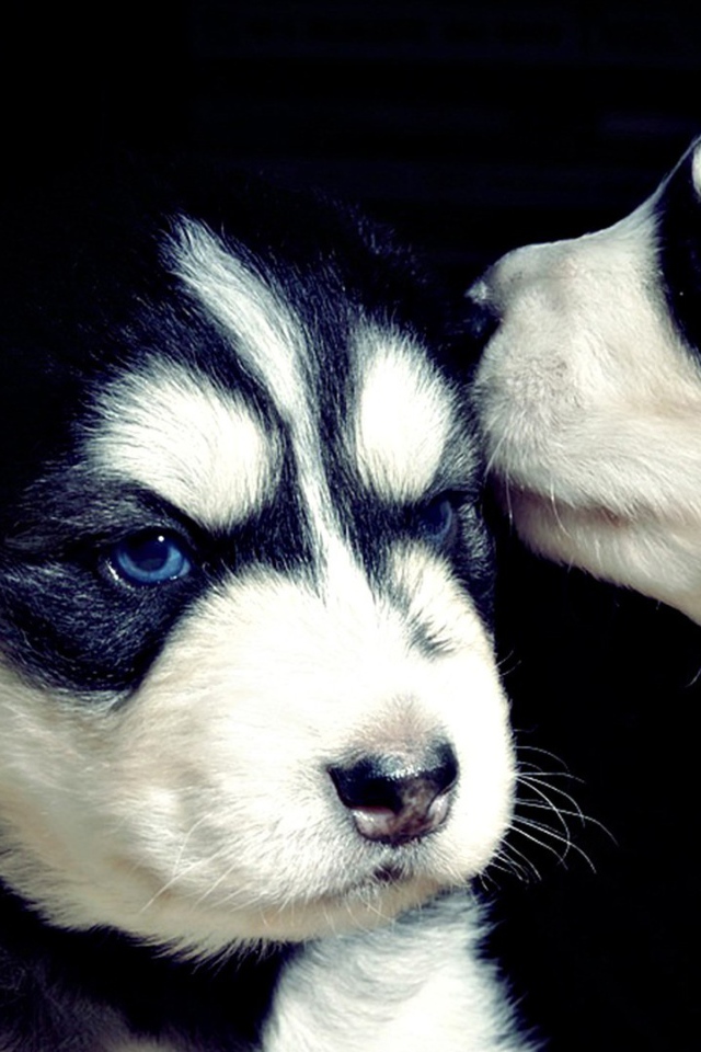 Два серьезных черно-белых щенка хаски