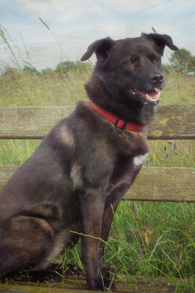 Сторожевой пес у деревянного забора