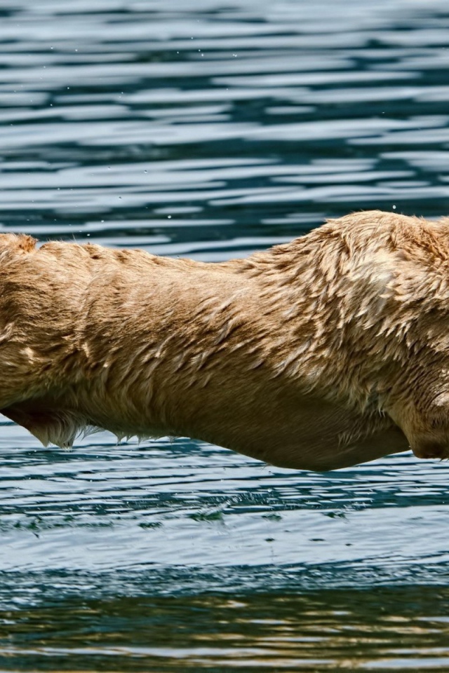 Мокрая собака над водой