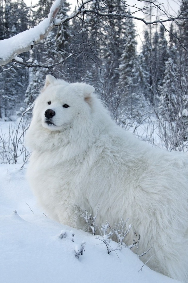 Белая собака на белом снегу
