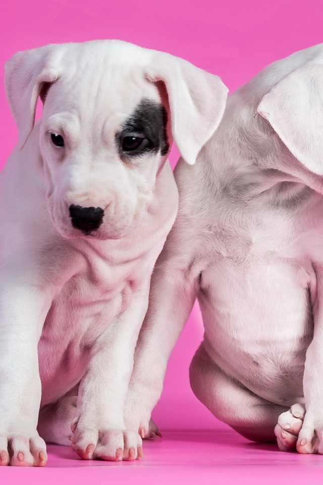 Белые щенки на розовом фоне
