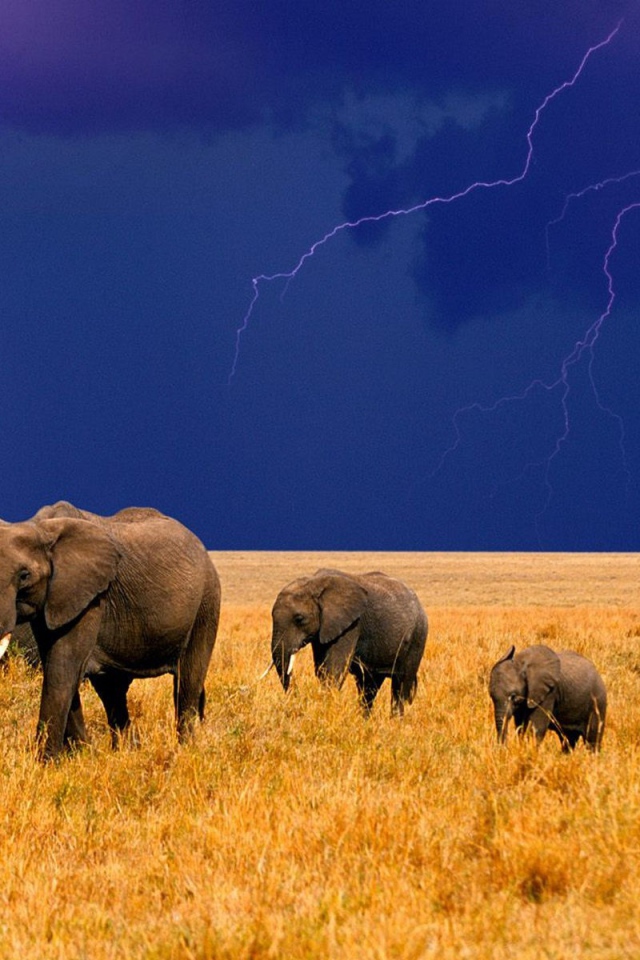 Стадо слонов на фоне грозы