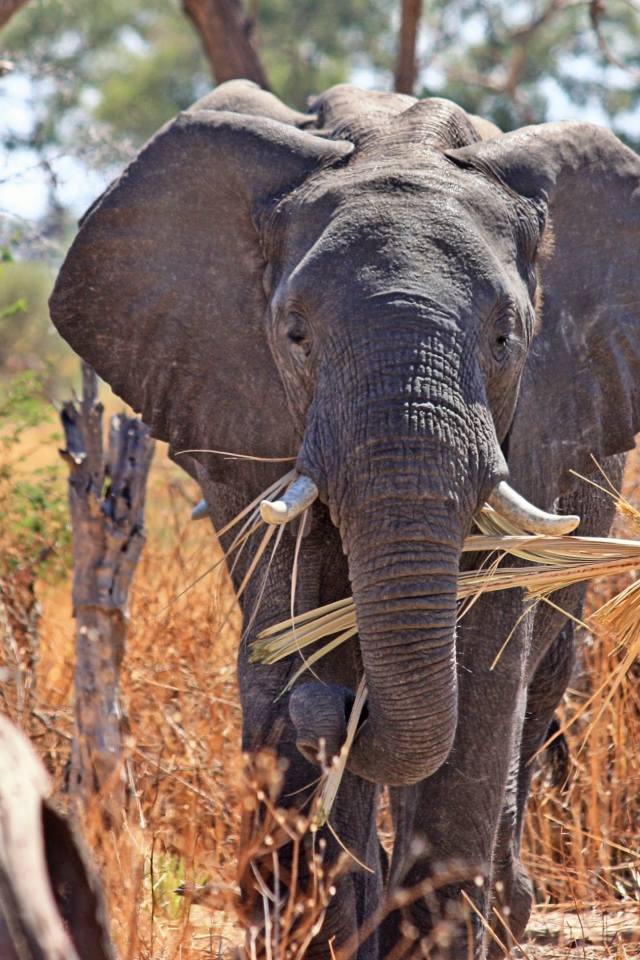 Слон держит в хоботе ветку