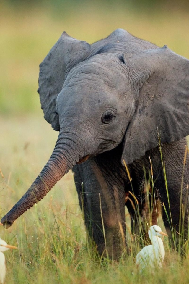Слоненок в окружении утят