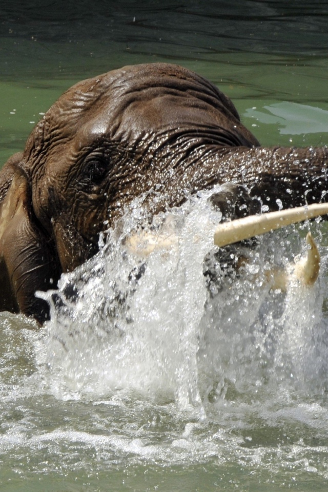 Слон плывет в воде