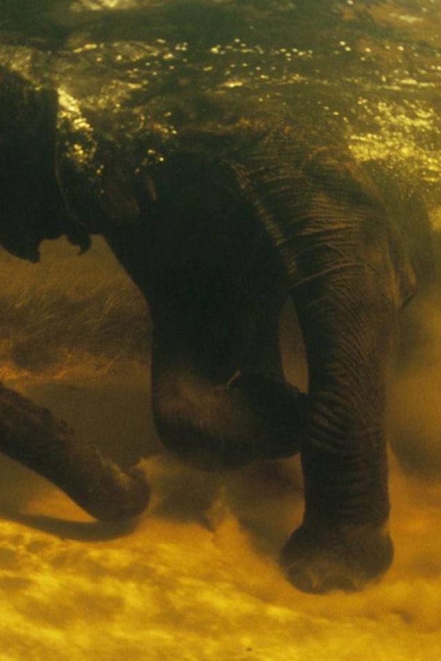 Слон под водой