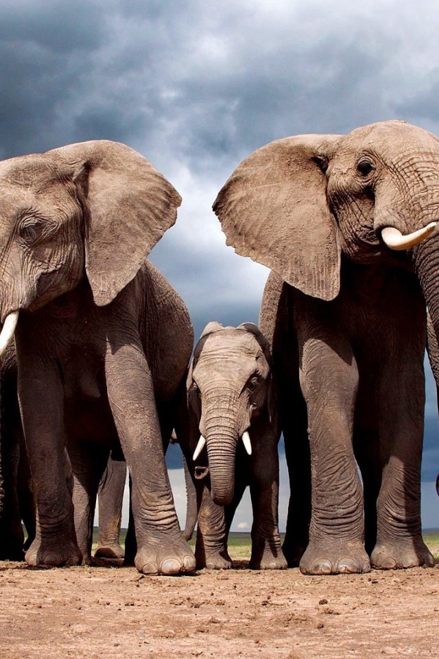 Слоны защищают слоненка