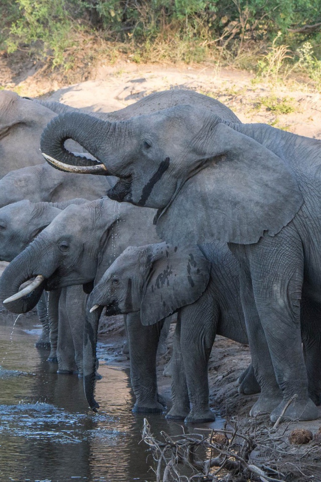 Слоны с маленькими слонятами на водопое