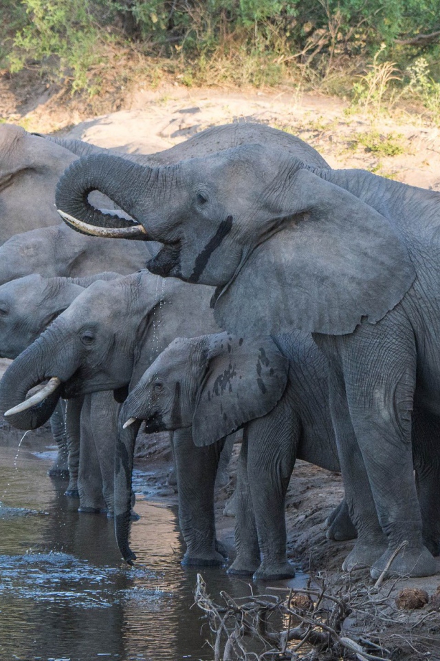 Слоны с маленькими слонятами на водопое
