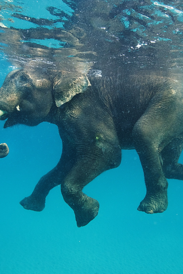 Фото плывущего в воде слона